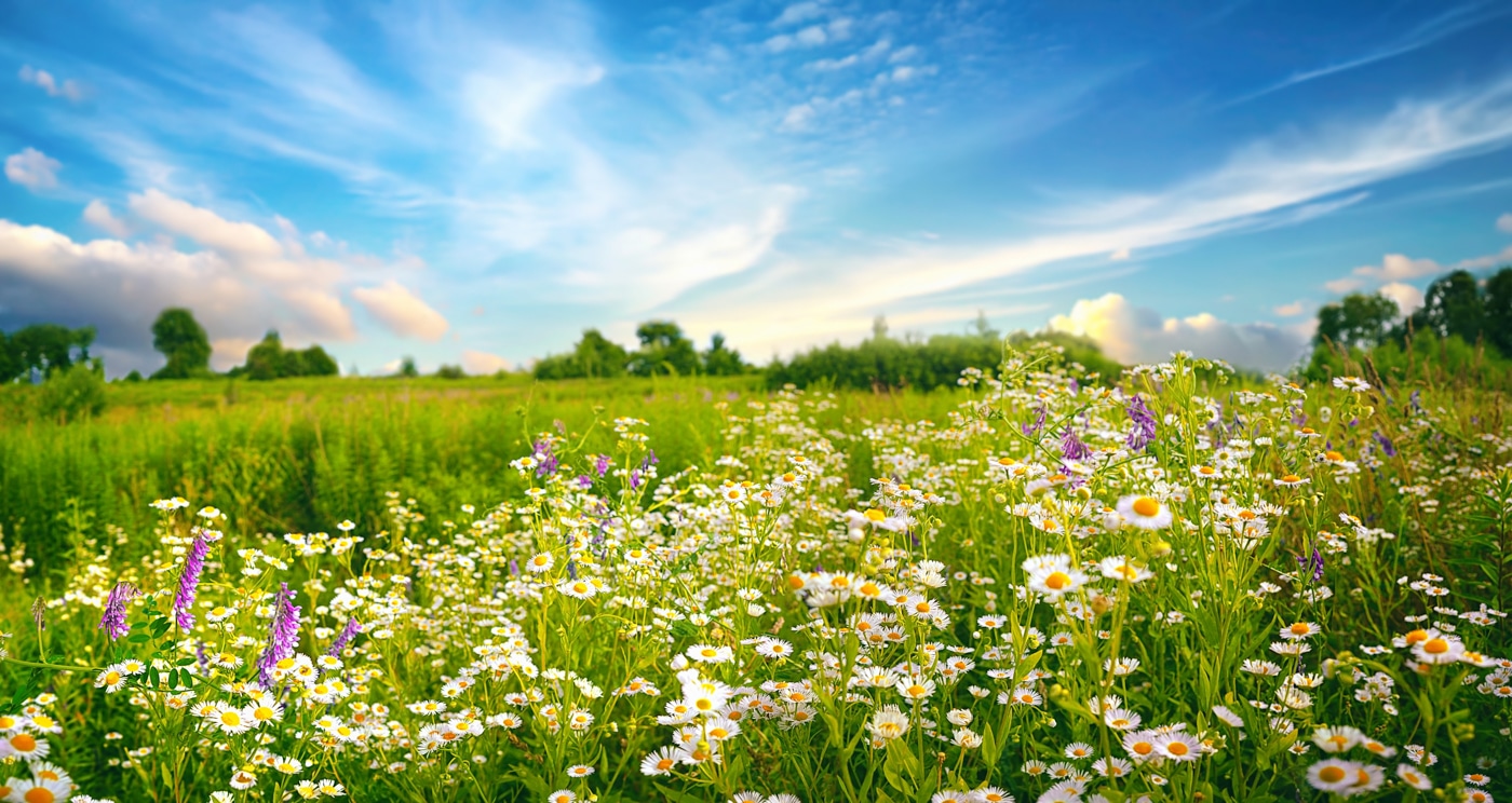 Wildflowers across open rural acreage